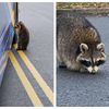 Staten Island Raccoon Just Wanted To Ride The Bus
